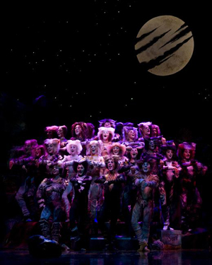 Cats - photographer David Wyatt Photo David Wyatt