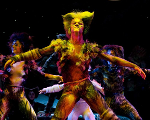 Cats - photographer David Wyatt Photo David Wyatt