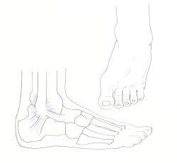 Ankle Sprain Diagram